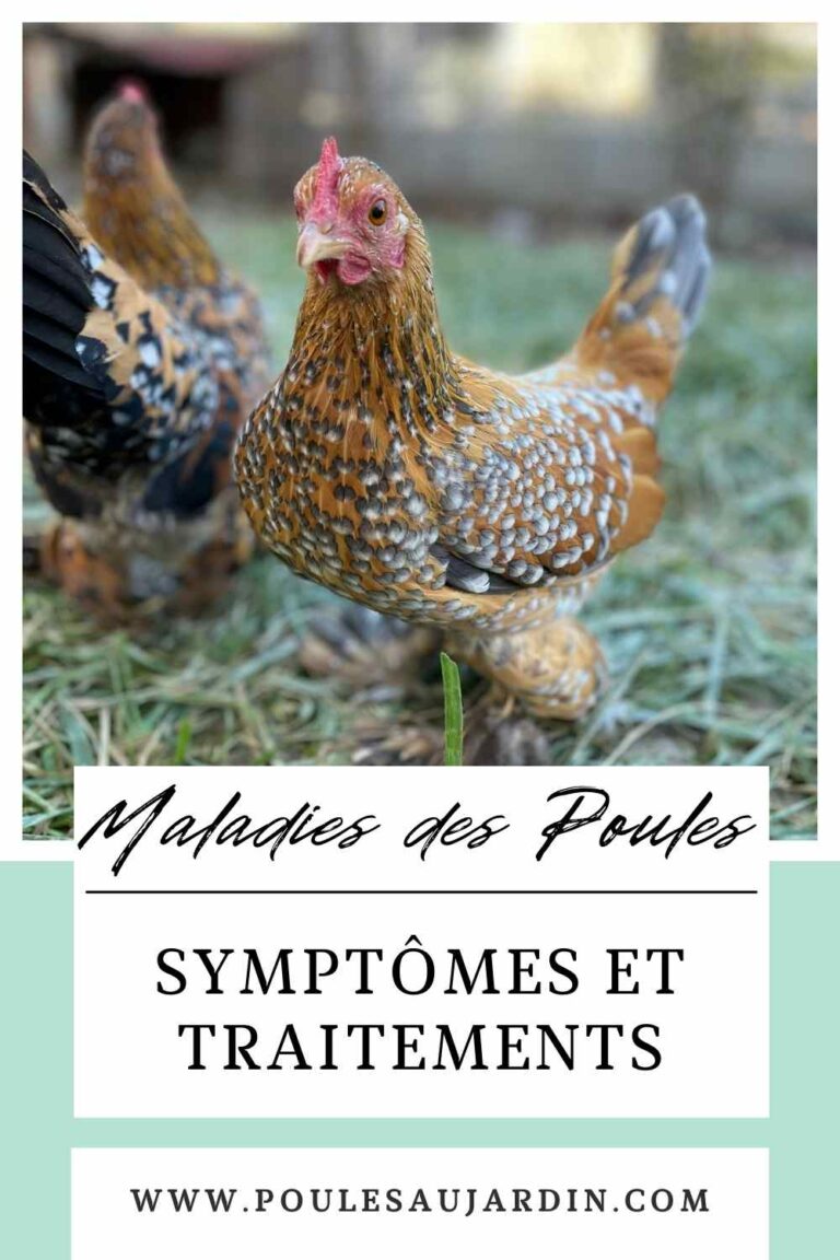 Maladies des poules : symptômes et traitements - Poules au Jardin