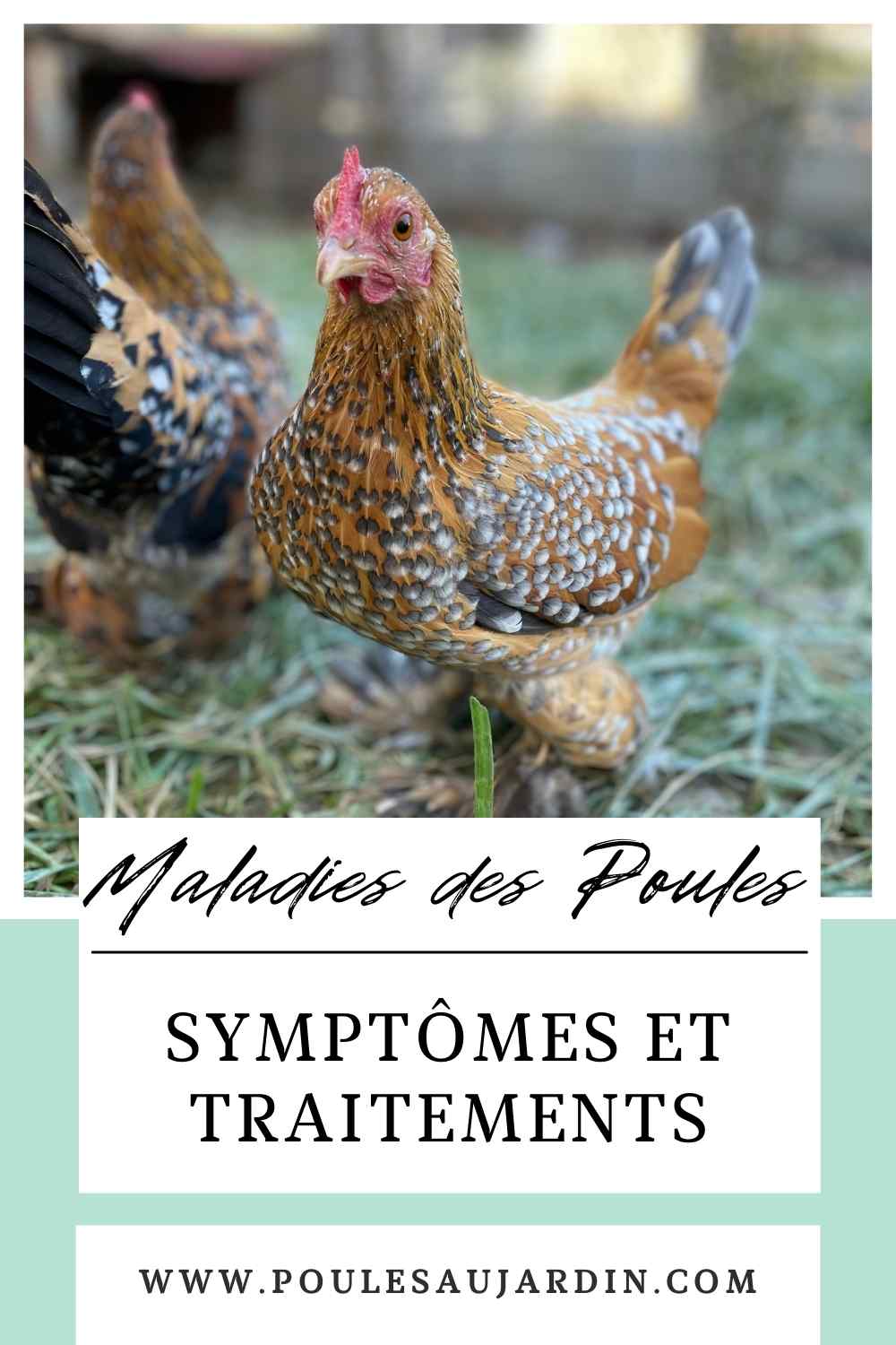 Maladies des poules