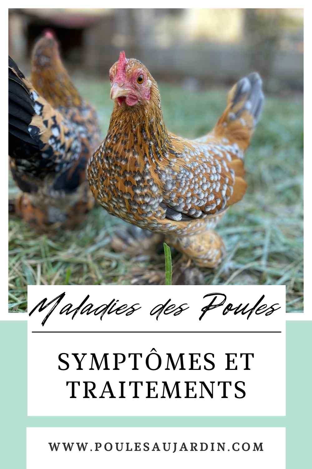 Maladies Des Poules Sympt mes Et Traitements Poules Au Jardin Maladies Des Poules Sympt mes Et Traitements Poules Au Jardin