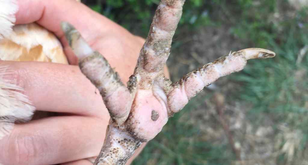 Pododermatite des poules