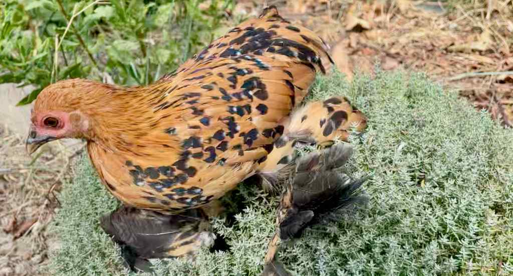 super plantes pour soigner les maladies des poules