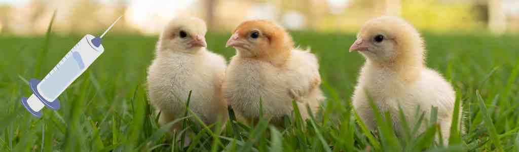 vaccination des poussins contre la coccidiose