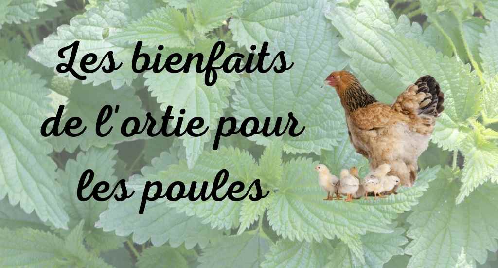 bienfaits des orties pour les poules