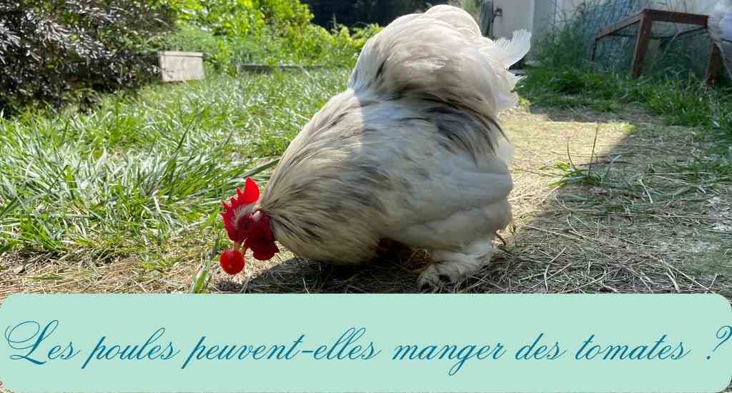 les poules peuvent-elles manger des tomates ?