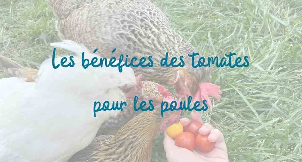 les bienfaits des tomates pour les poules