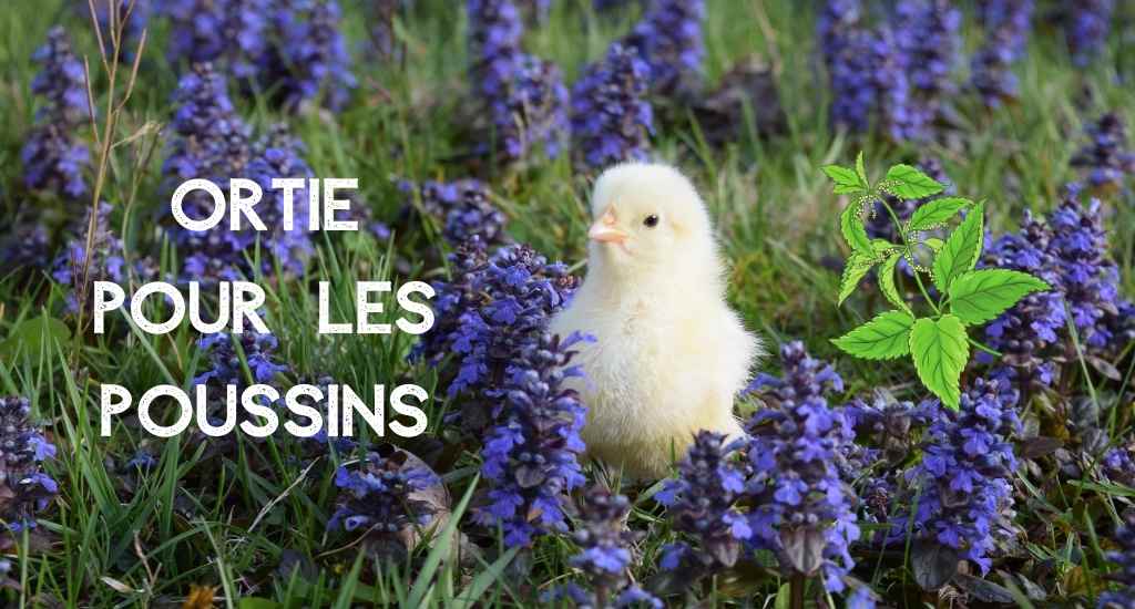 ortie pour les poussins