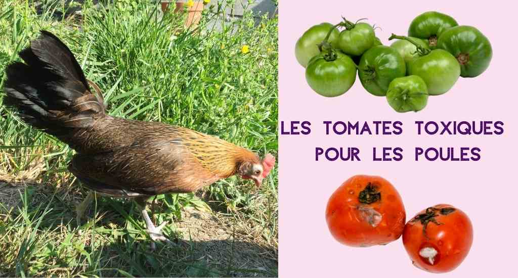 tomates toxiques pour les volailles