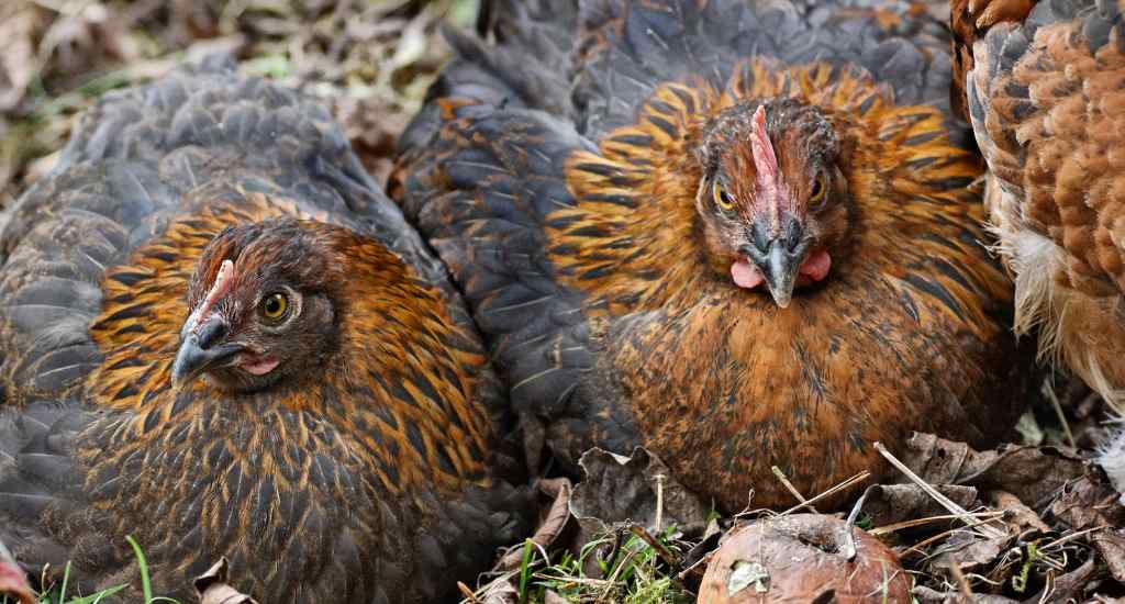 poule marans bleu cuivre