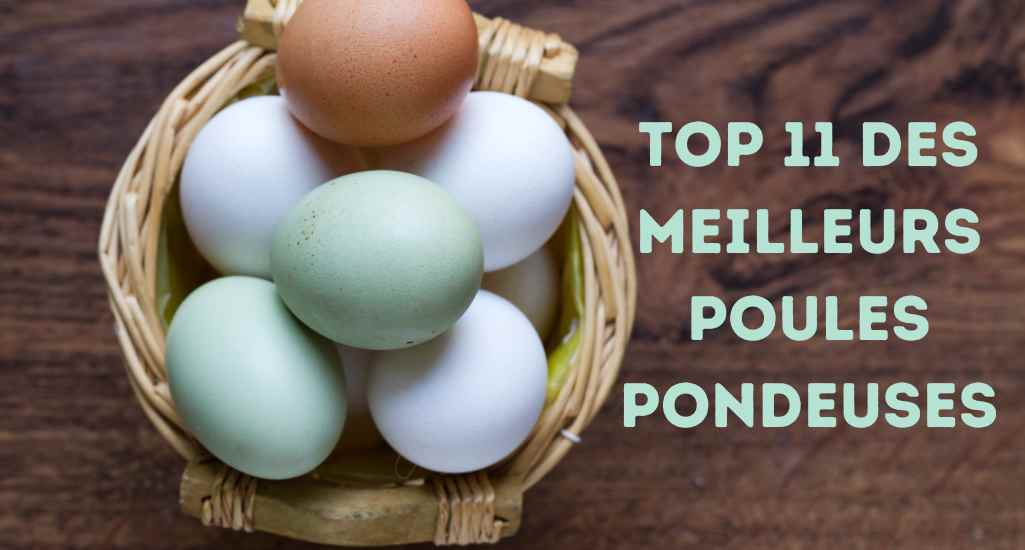 11 meilleures races de poules pondeuses