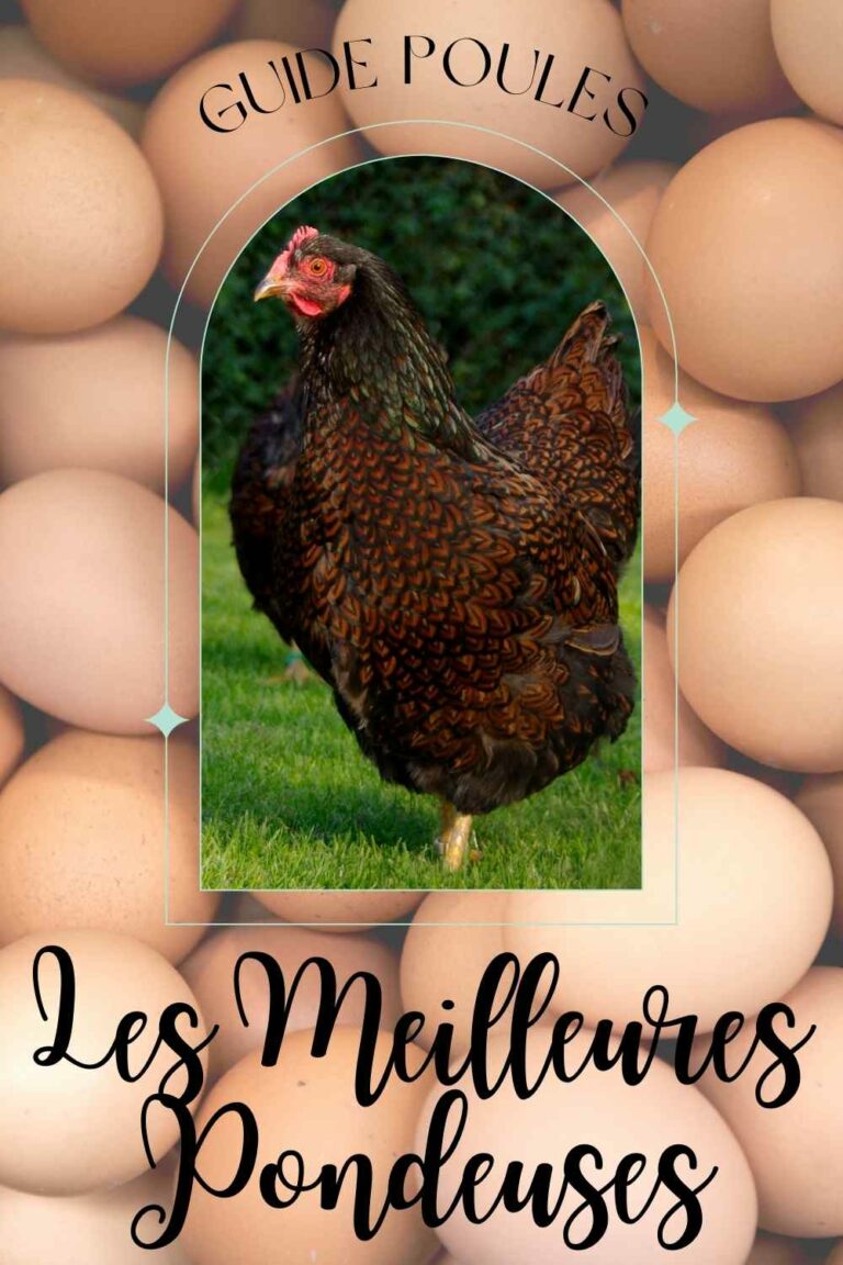 Poules pondeuses Top 11 des meilleures races Poules au Jardin — free download