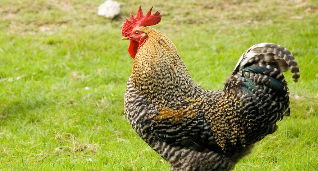 poule marans coucou doré