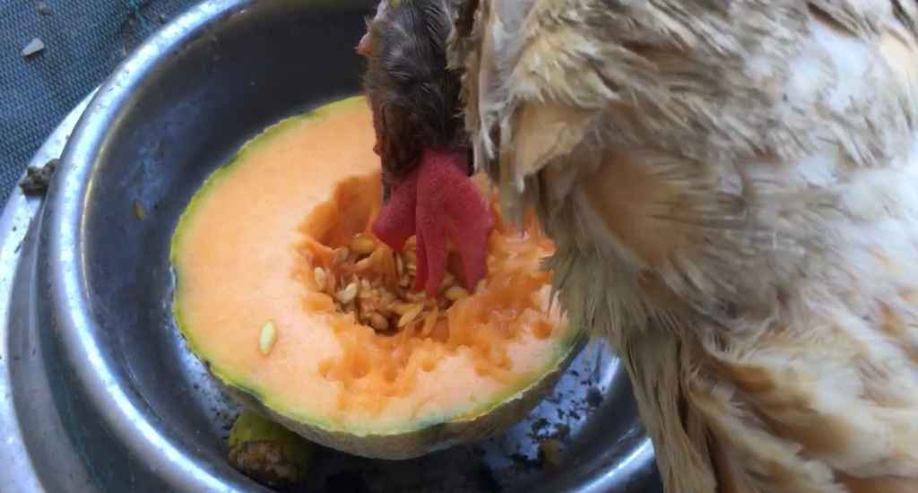 melon pour les poules