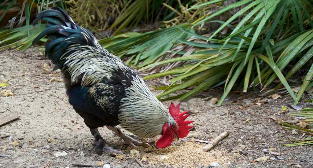 coq marans bleu cuivre