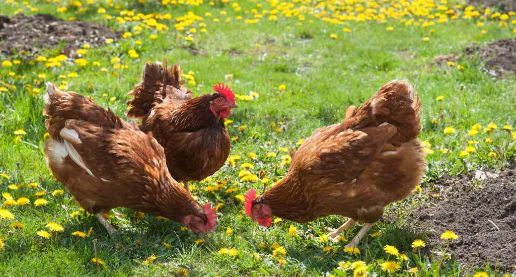 Poule rousse