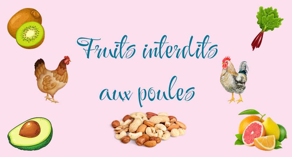 fruits interdits aux poulets