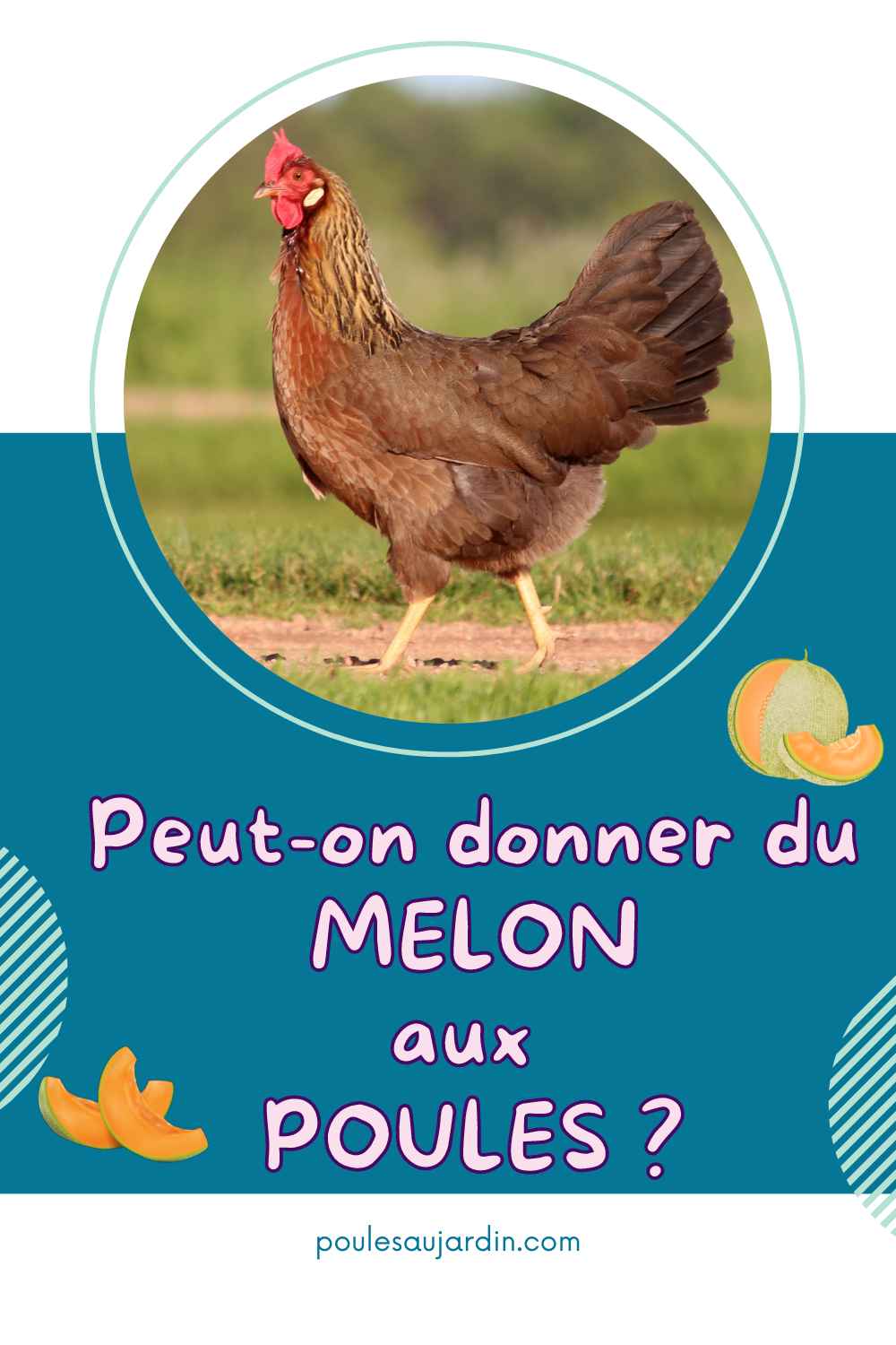 melon pour les poules