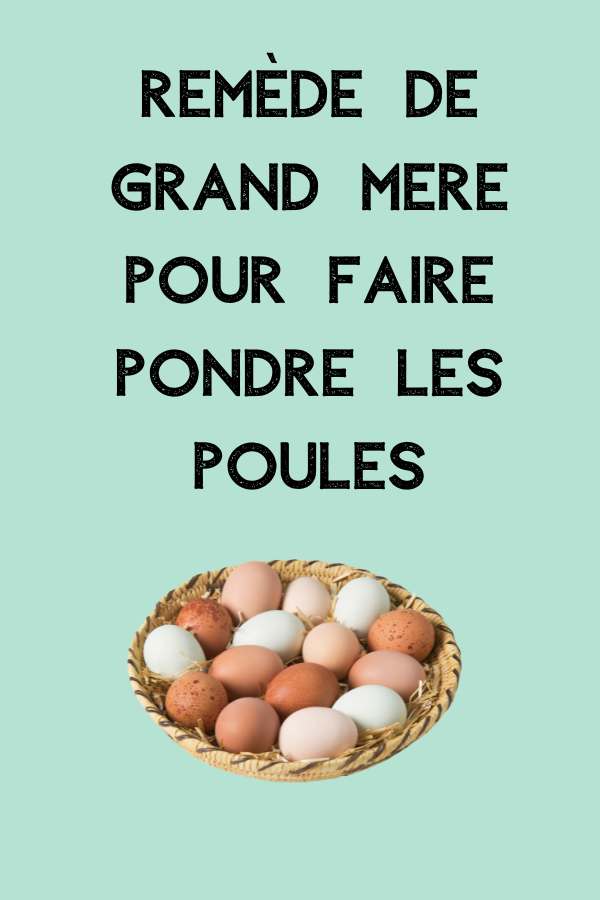 remède de grand-mère pour faire pondre les poules