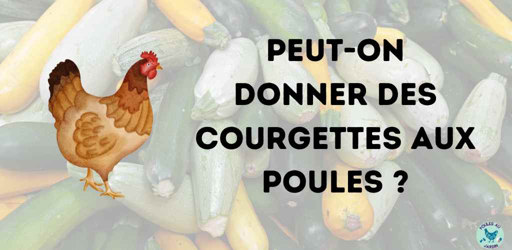 Donner des courgettes aux poules