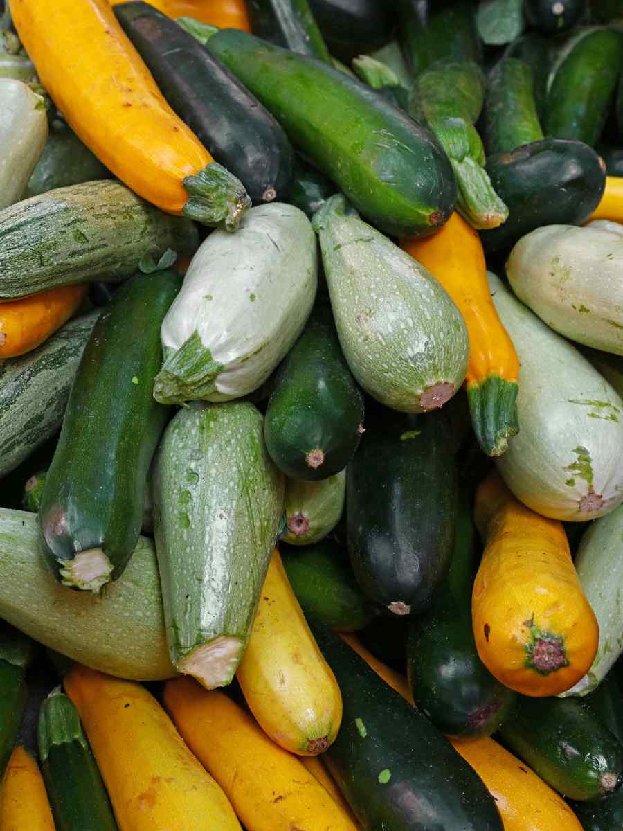 Variétés de courgettes pour le poulailler