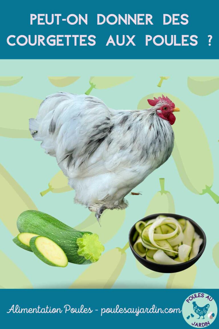 Peuton donner des courgettes aux poules ? Poules au Jardin