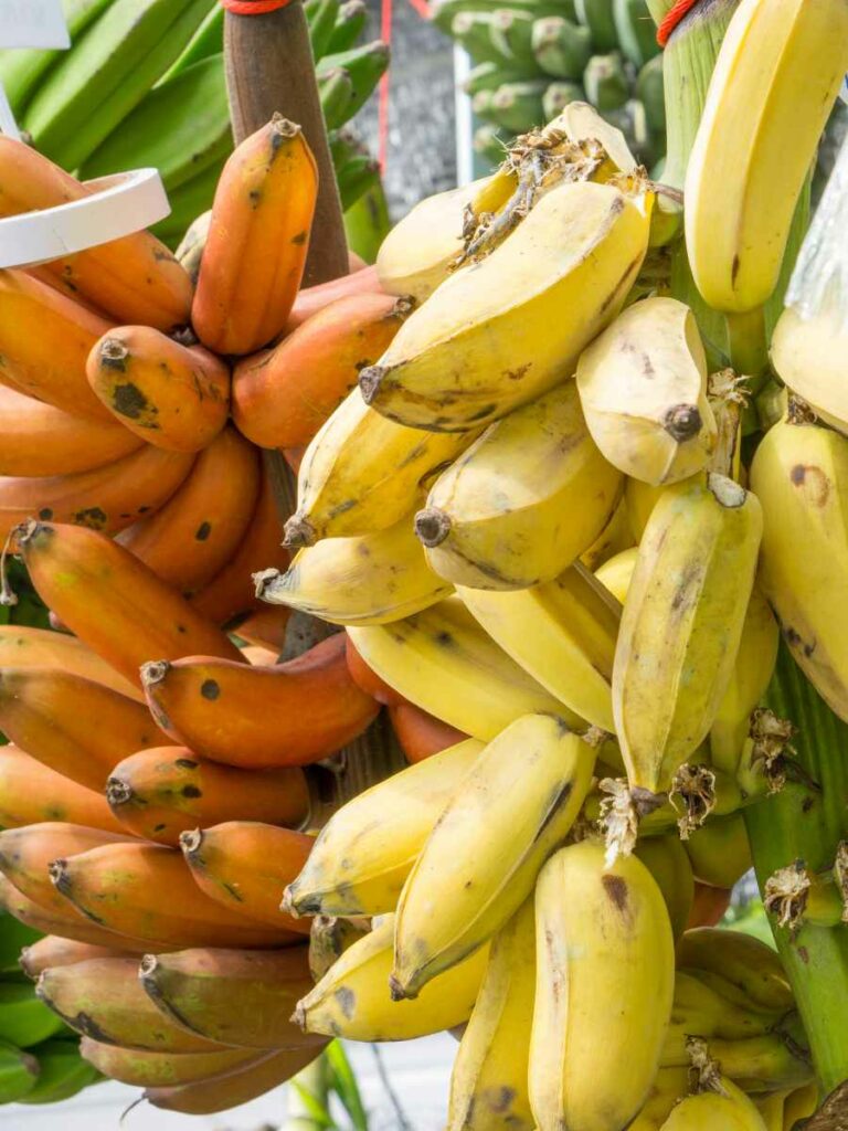 variétés de banane que l'on peut donner aux poules