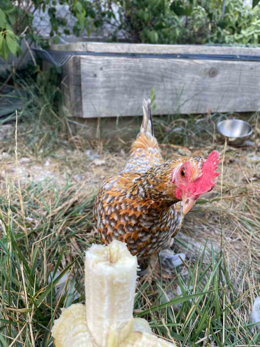 bananes pour les poules