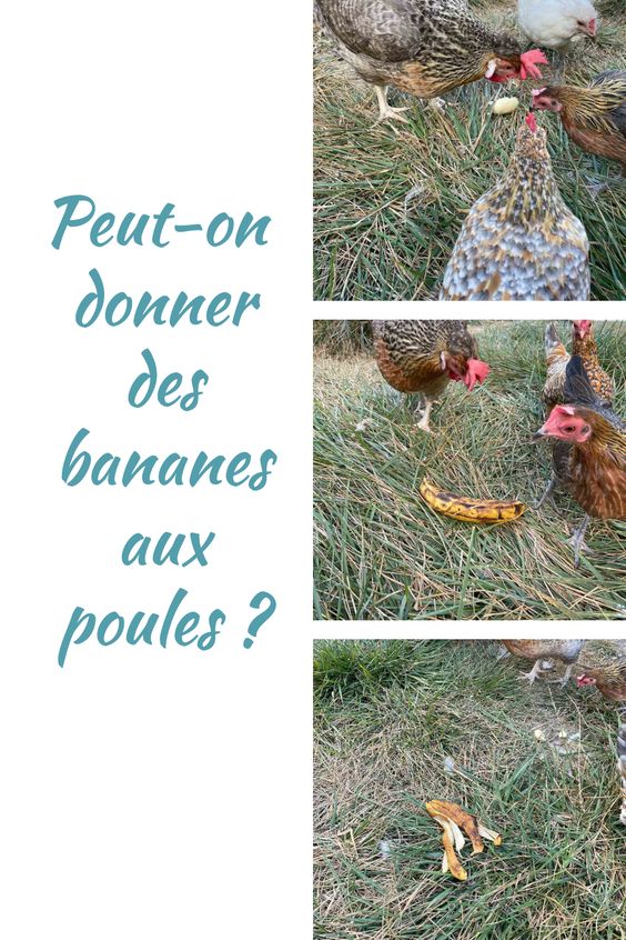 Peut-on donner des bananes aux poules ?