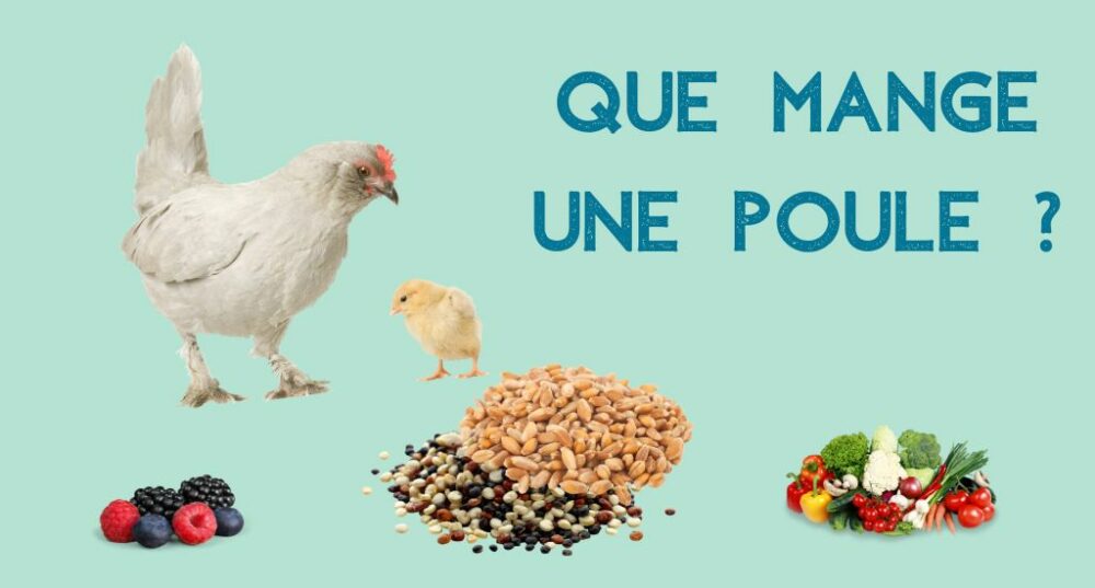 que mange une poule ?