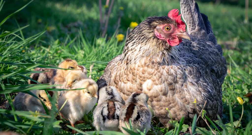 temps couvaison poule