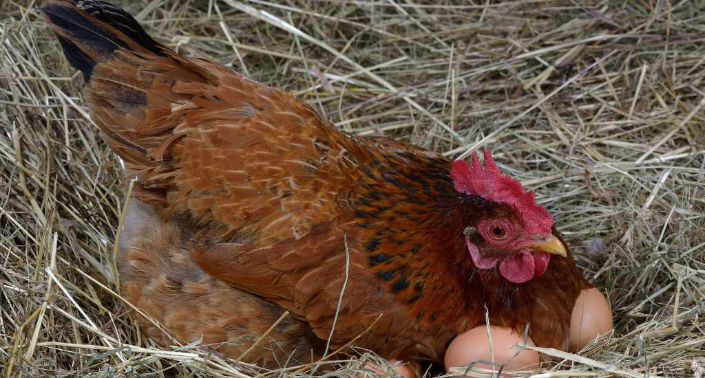 combien de temps couve une poule ?