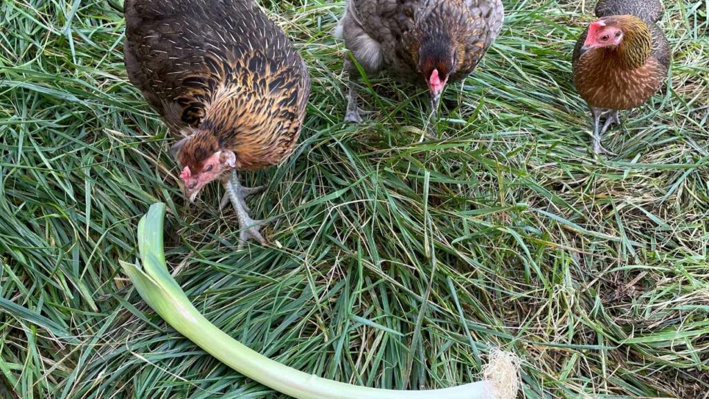 poireaux pour les poules