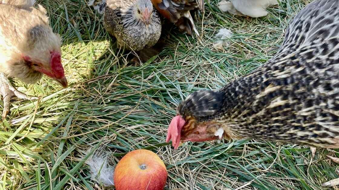 les poules peuvent-elles manger des pommes ?