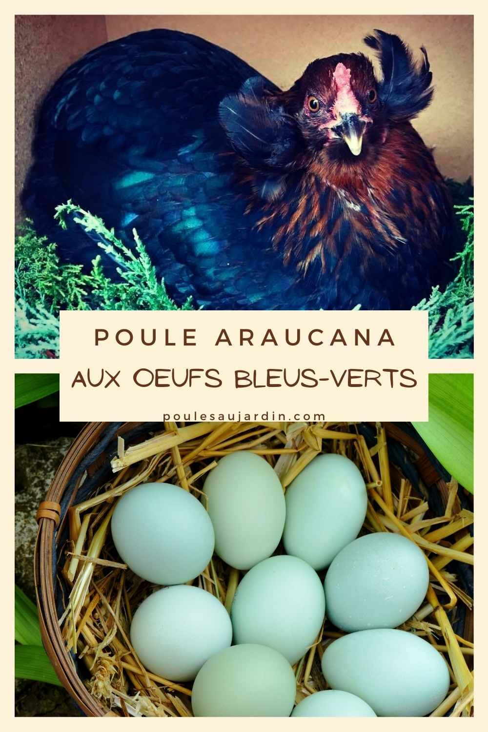 Poule Araucana aux oeufs bleus