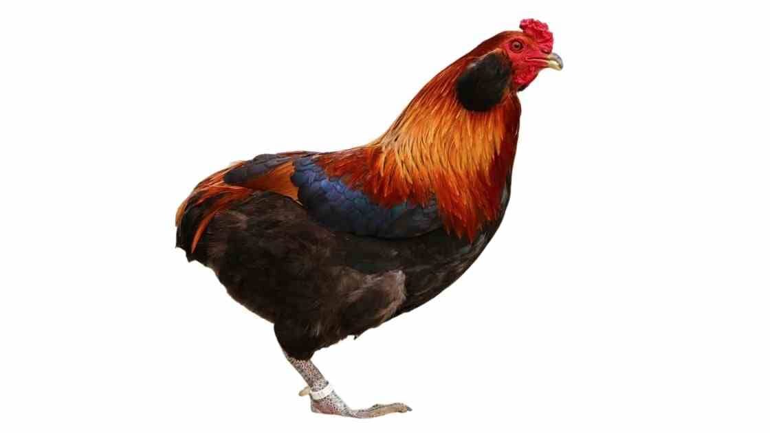 coq araucana